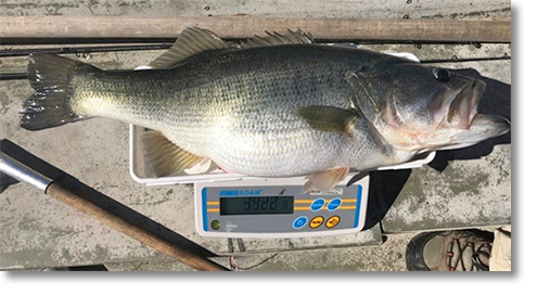 Find-catch-release trophy bass for rewards, TrophyCatch Florida